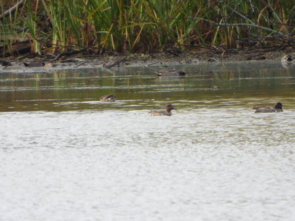 Green-winged Teal - ML643773514