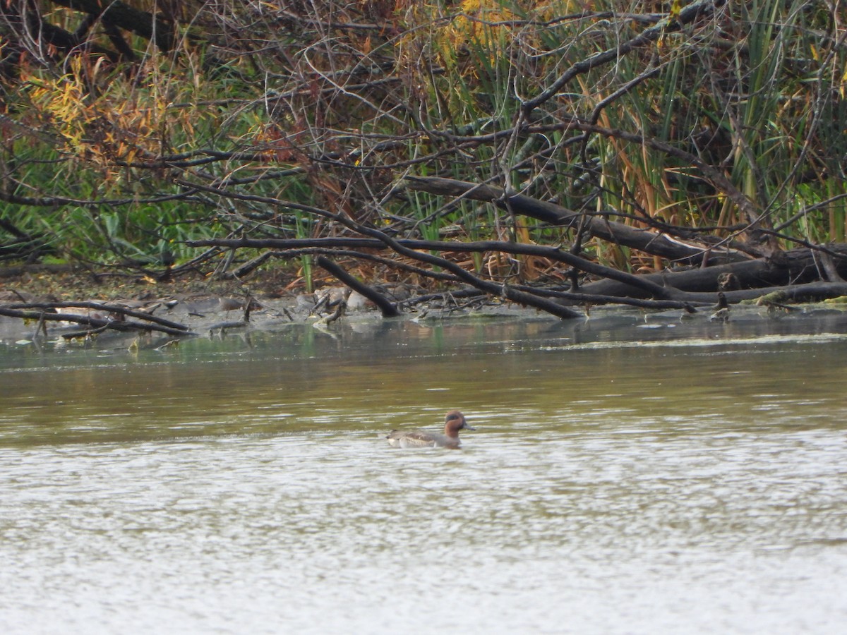 Green-winged Teal - ML643773517