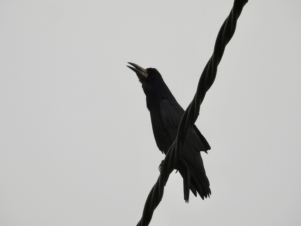 Corbeau freux - ML643773519