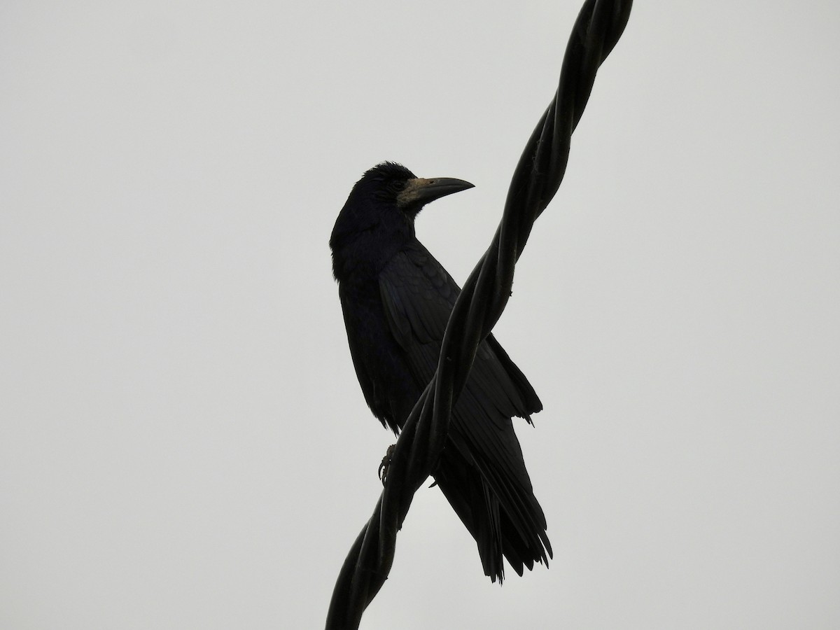 Corbeau freux - ML643773520