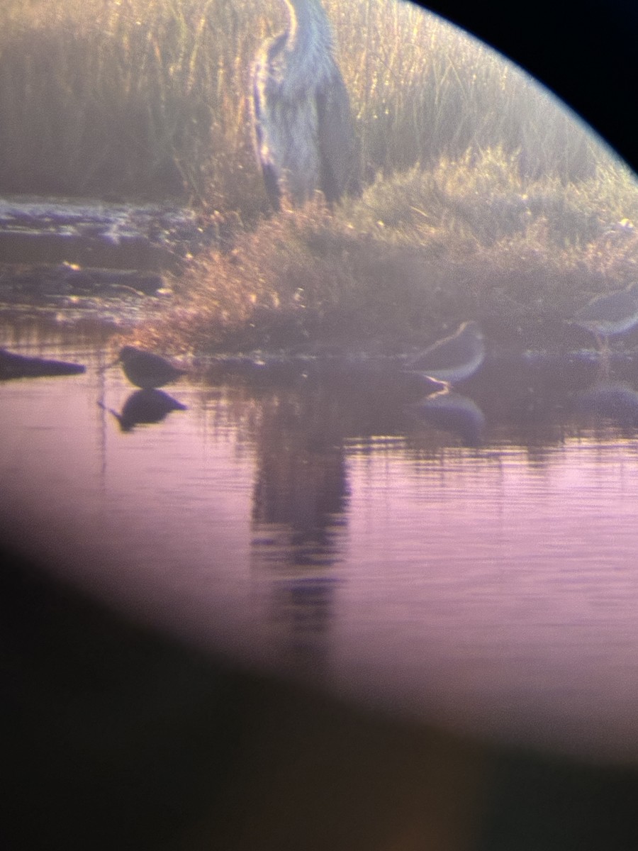 Short-billed/Long-billed Dowitcher - ML643773526