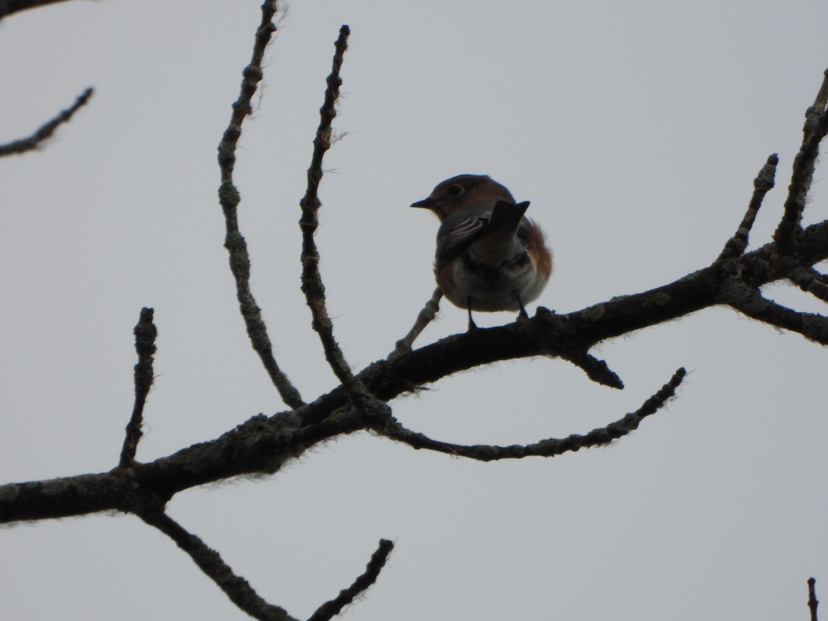 Eastern Bluebird - ML643773533