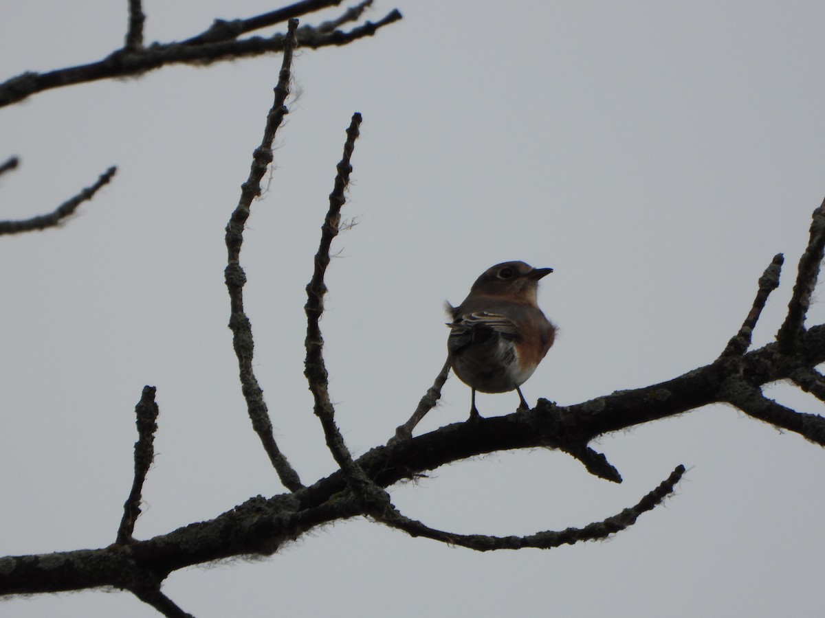 Eastern Bluebird - ML643773537