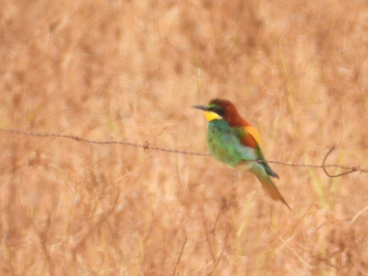 European Bee-eater - ML643773544
