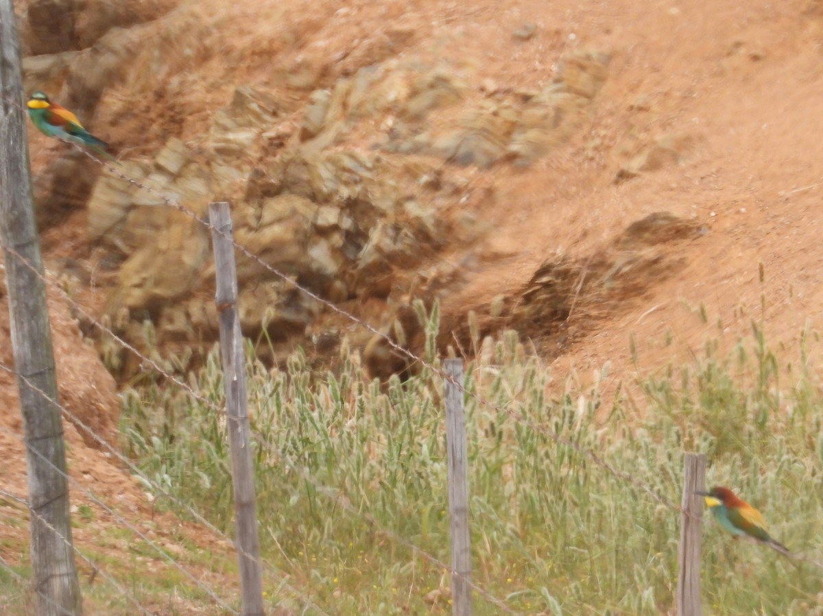 European Bee-eater - ML643773545