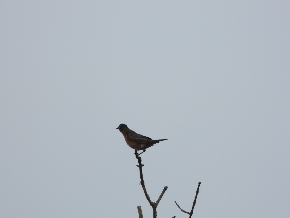 American Robin - ML643773546