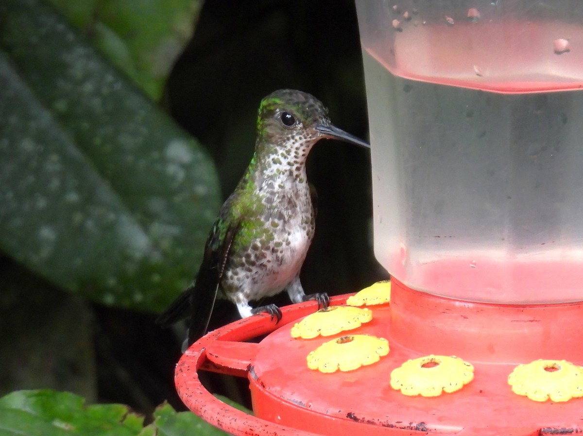 Colibri grivelé - ML643773547
