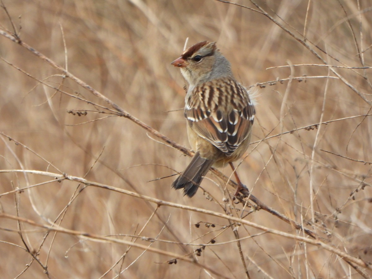 White-crowned Sparrow - ML643773553