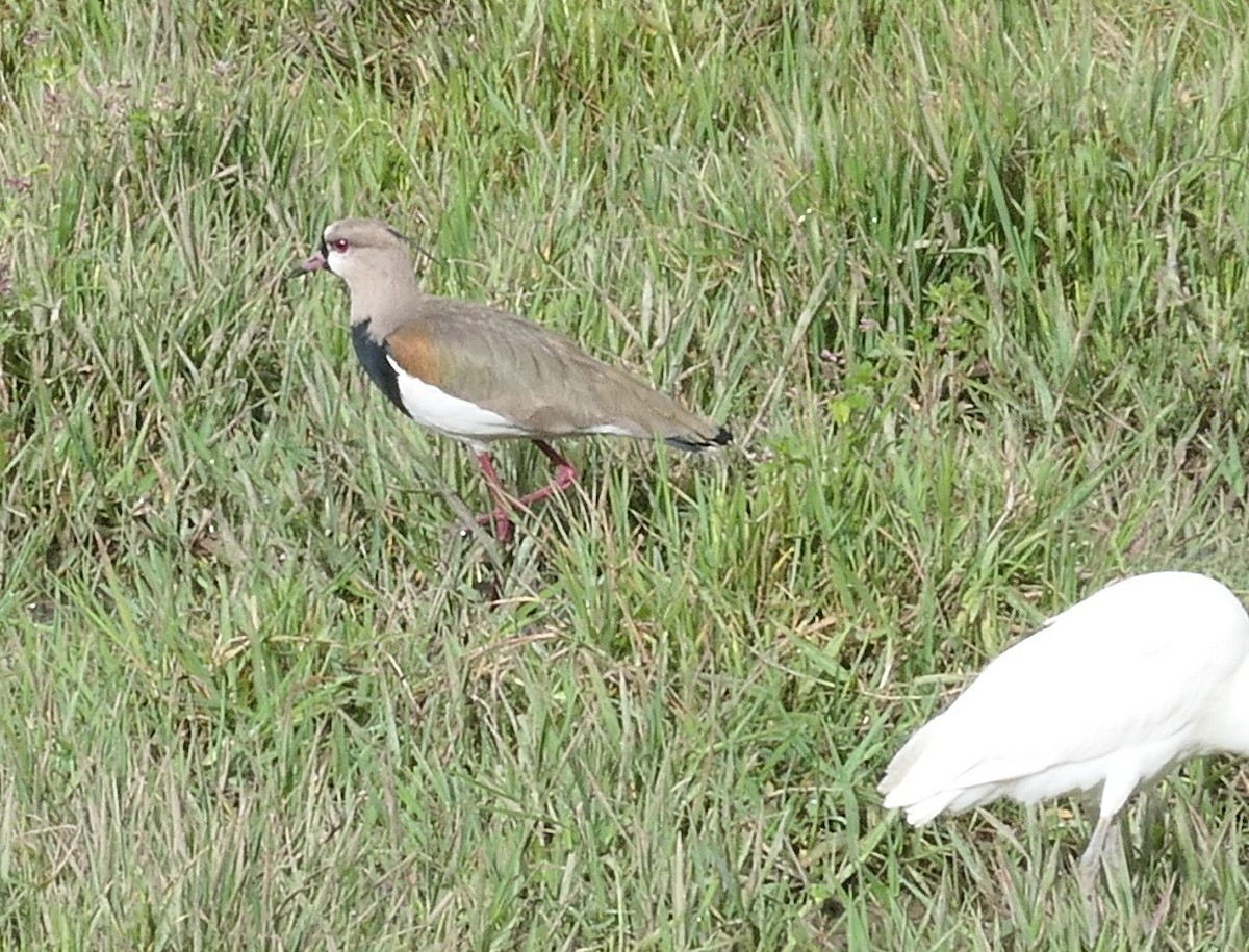 Southern Lapwing - ML643773555