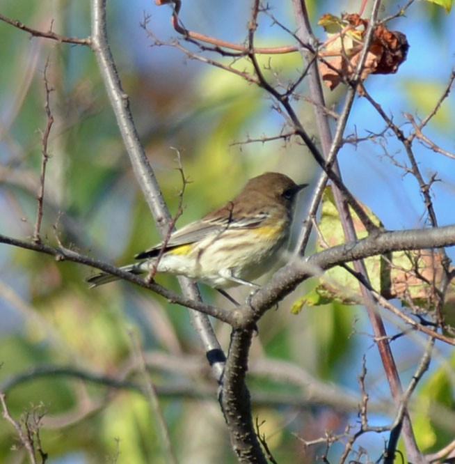 lesňáček žlutoskvrnný (ssp. coronata) - ML643773557