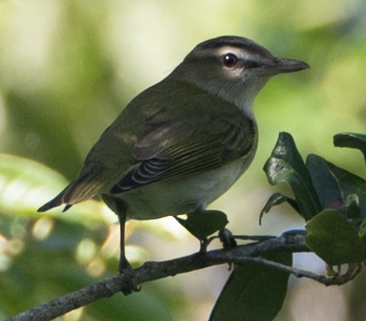 Red-eyed Vireo - ML643773559
