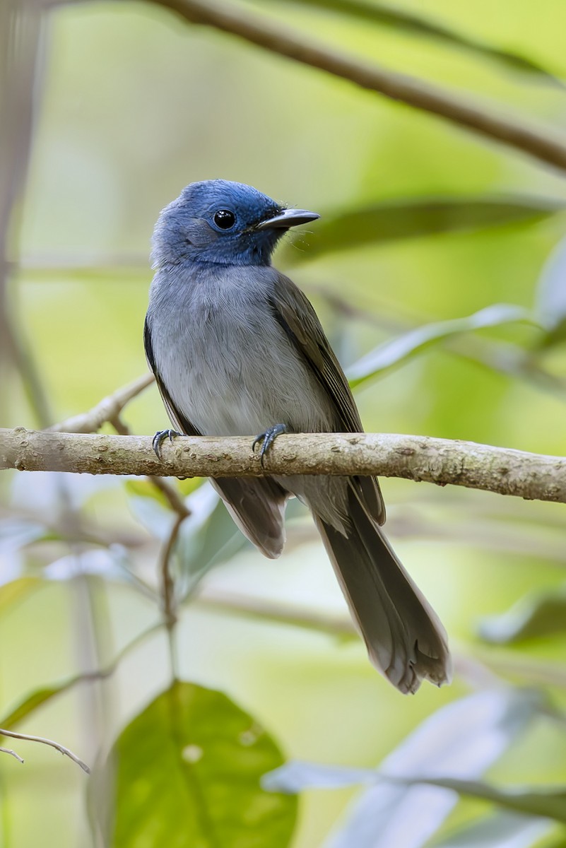 Black-naped Monarch - ML643773562