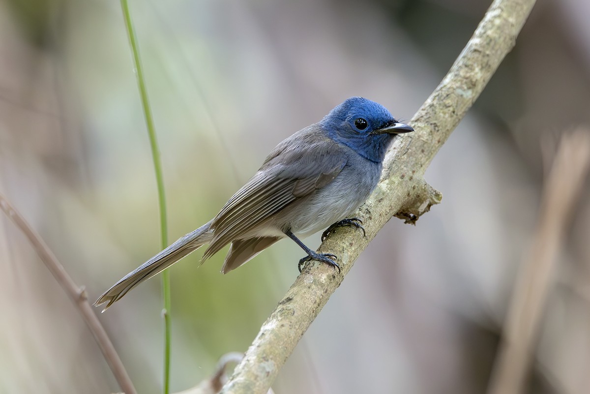 Black-naped Monarch - ML643773563
