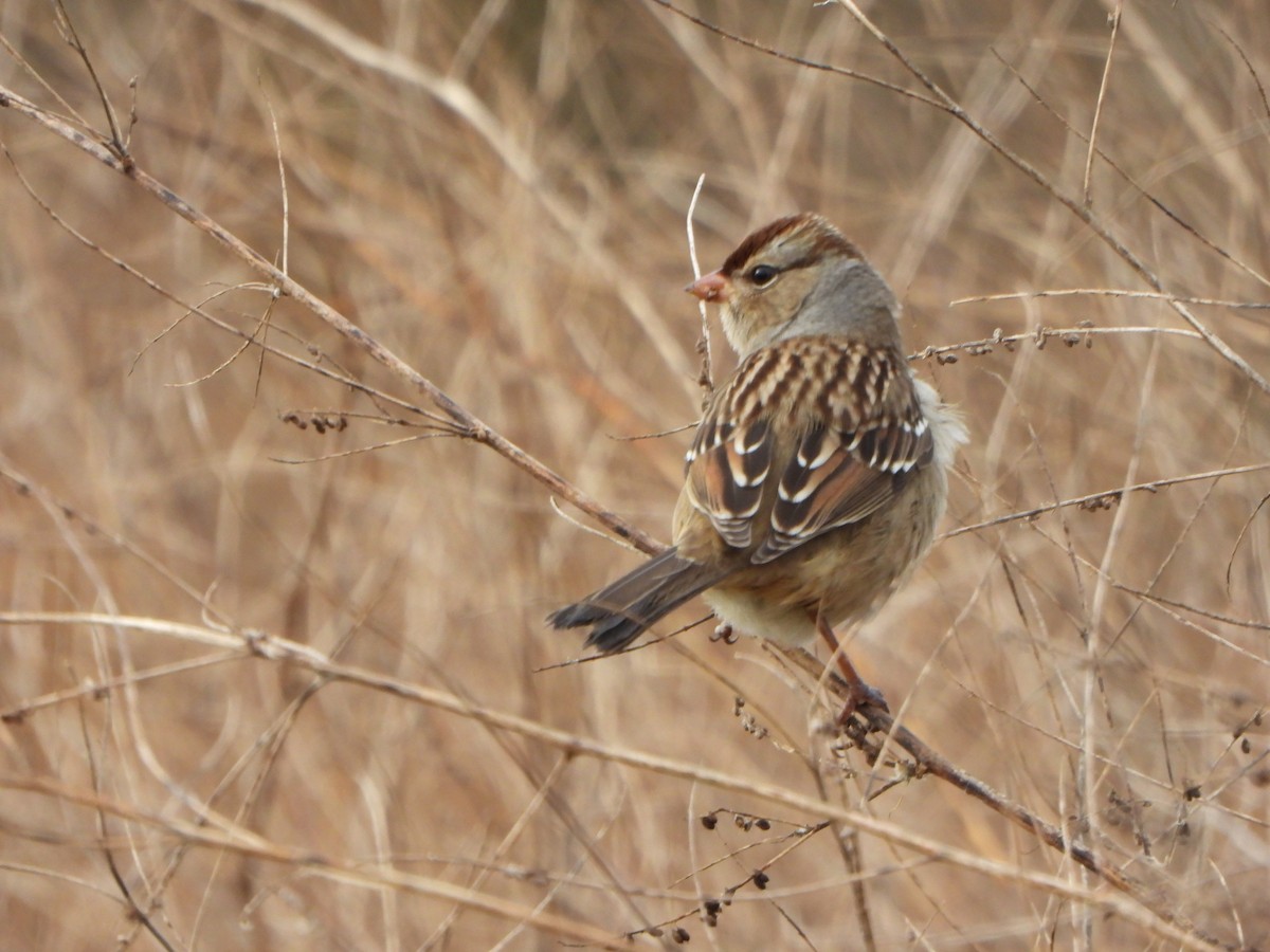 White-crowned Sparrow - ML643773564