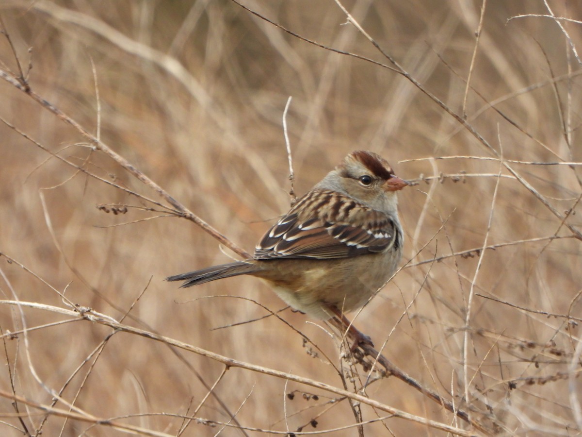 White-crowned Sparrow - ML643773573