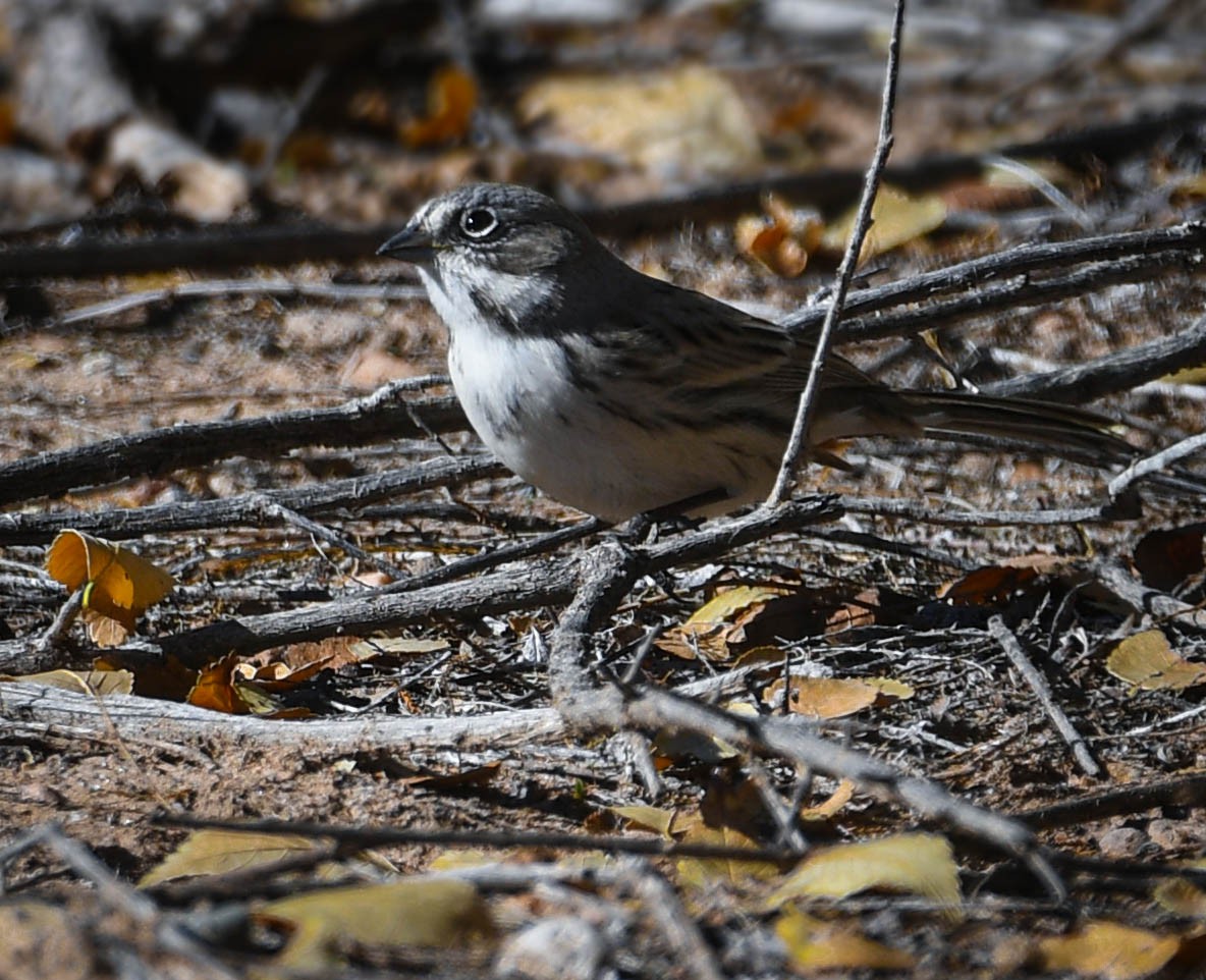 Sagebrush Sparrow - ML643773574