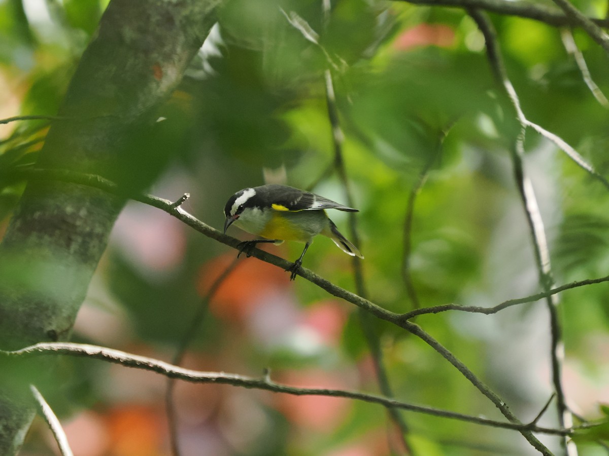 Bananaquit - ML643773575