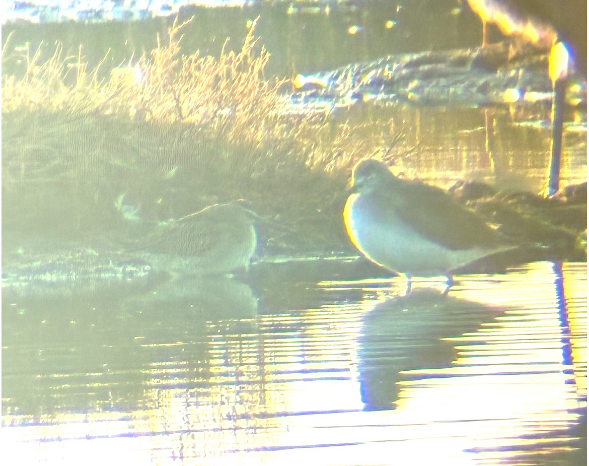 Short-billed/Long-billed Dowitcher - ML643773583