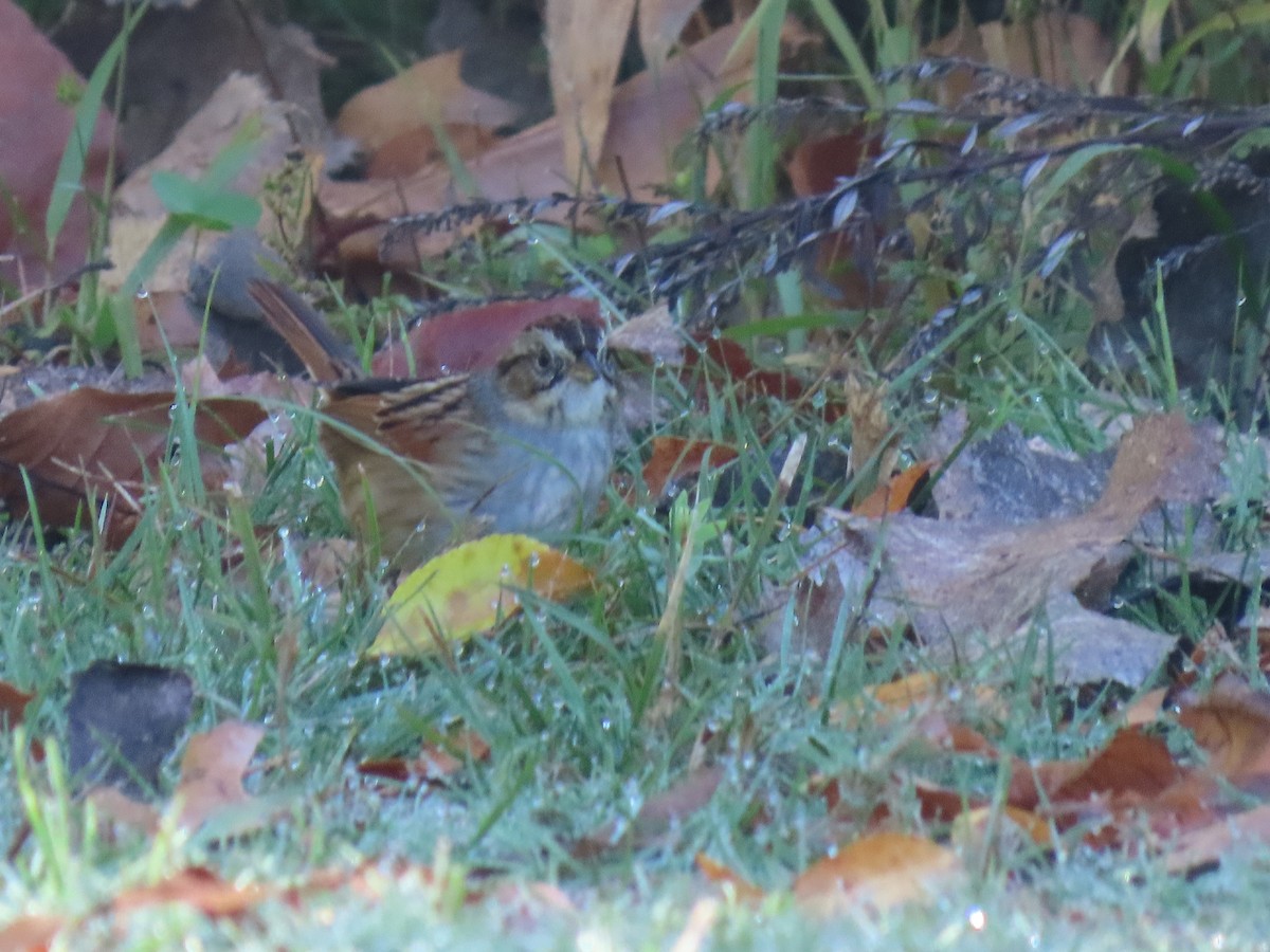Swamp Sparrow - ML643773585