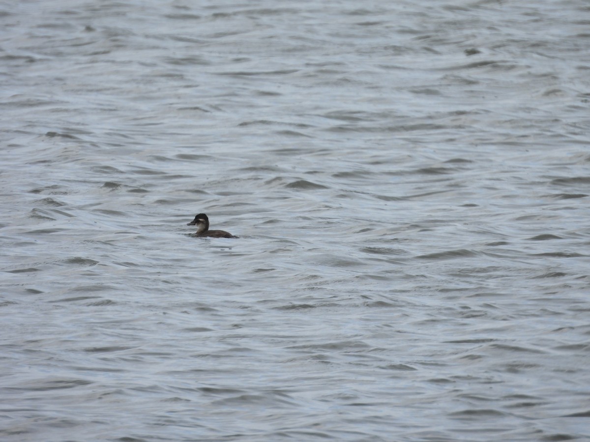 Maccoa Duck - ML643773588