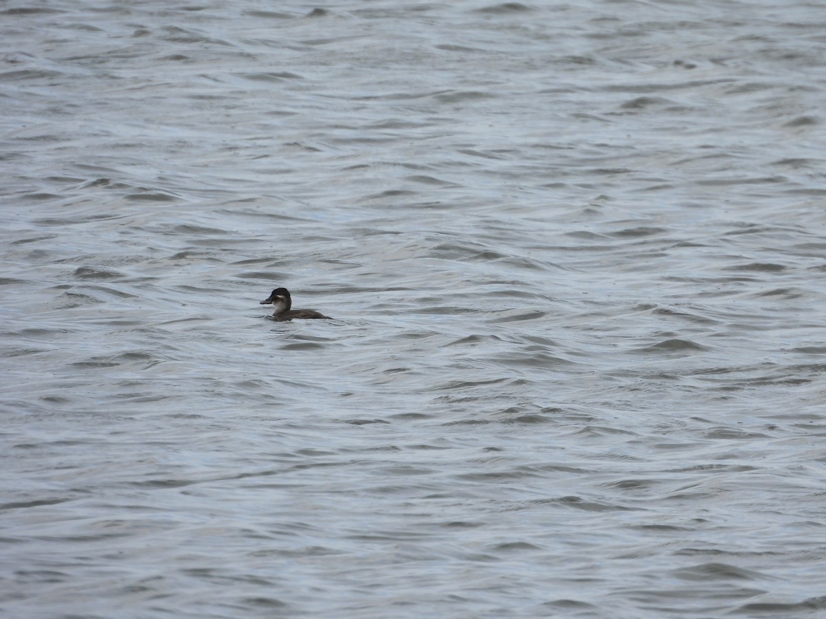 Maccoa Duck - ML643773589