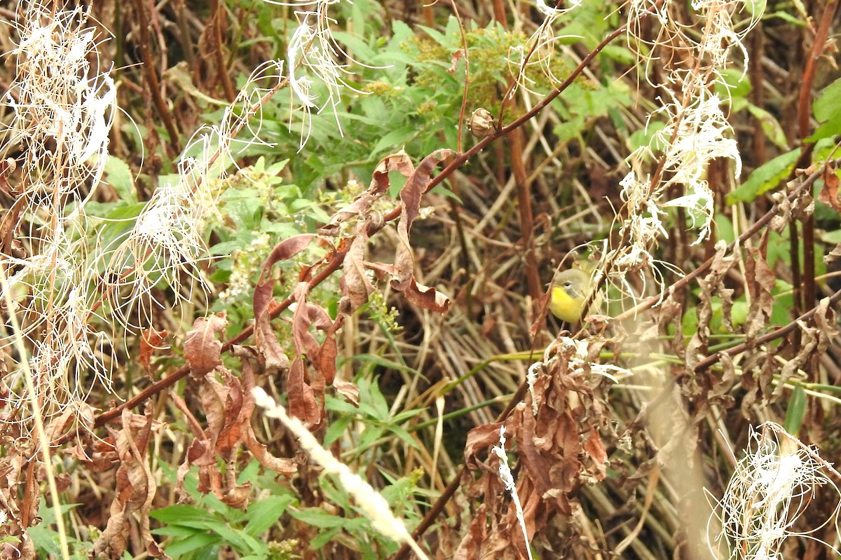 Common Yellowthroat - ML643773590