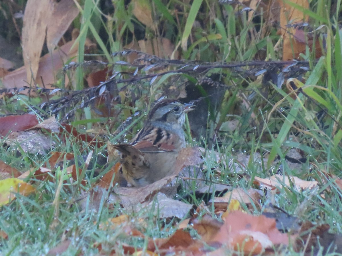 Swamp Sparrow - ML643773592
