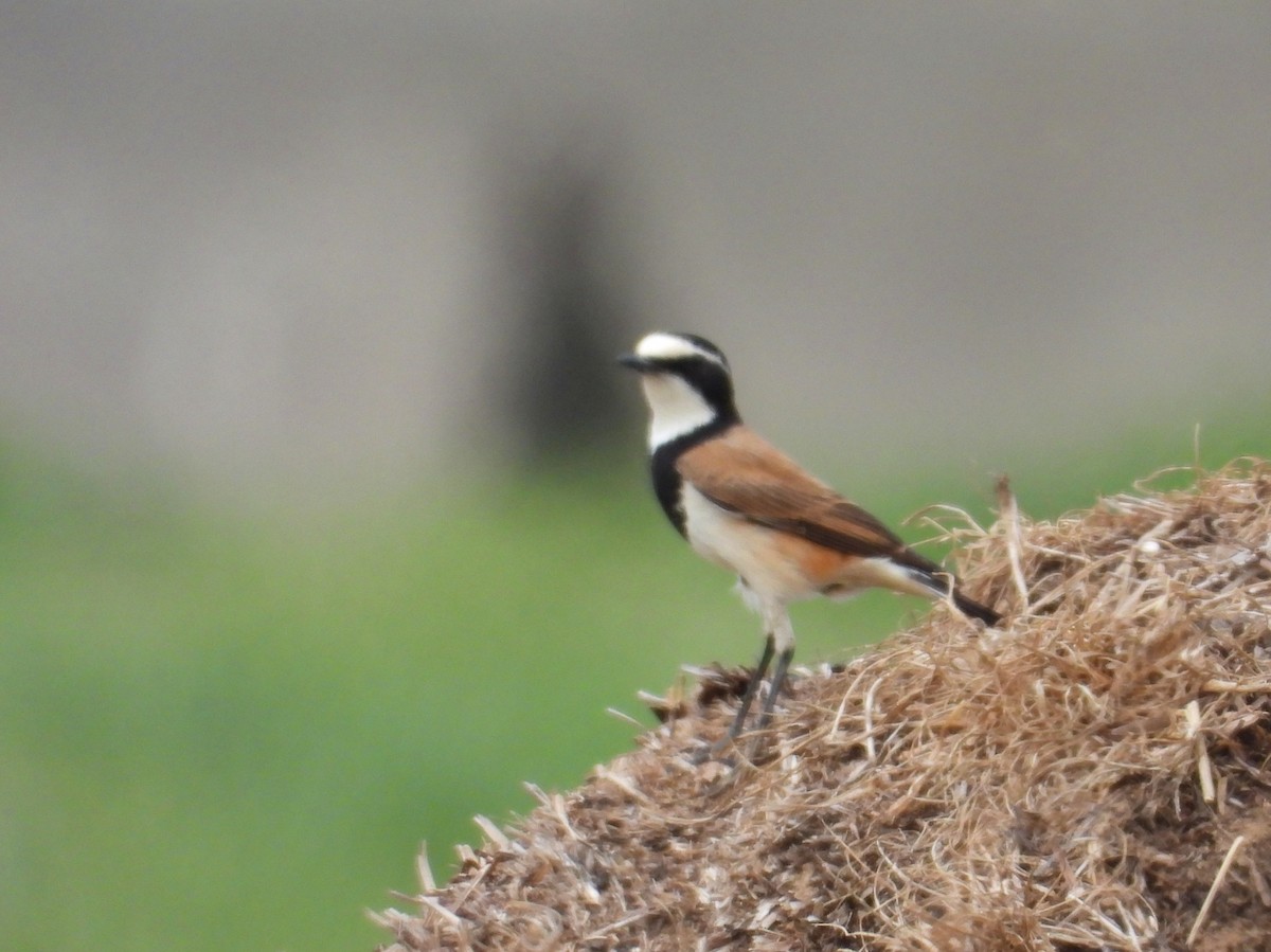 Capped Wheatear - ML643773593