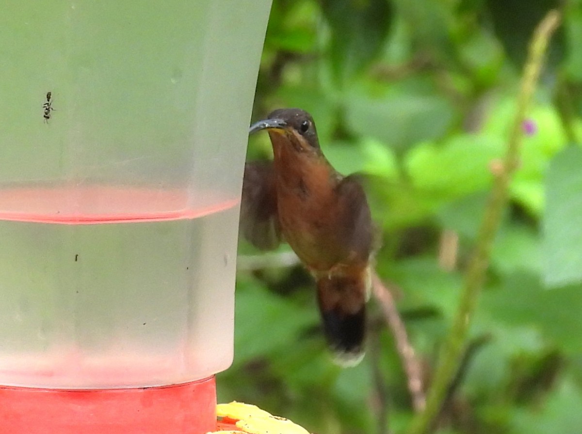 Rufous-breasted Hermit - ML643773609
