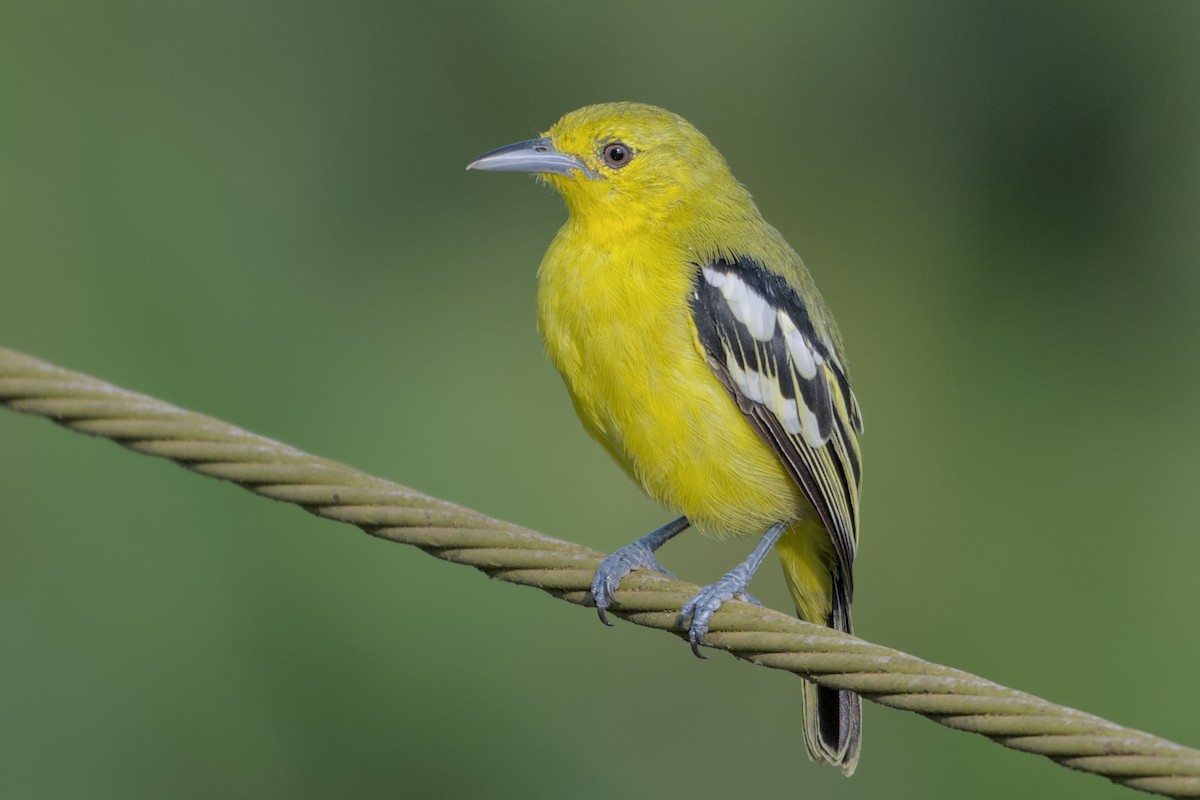 Common Iora - ML643773612