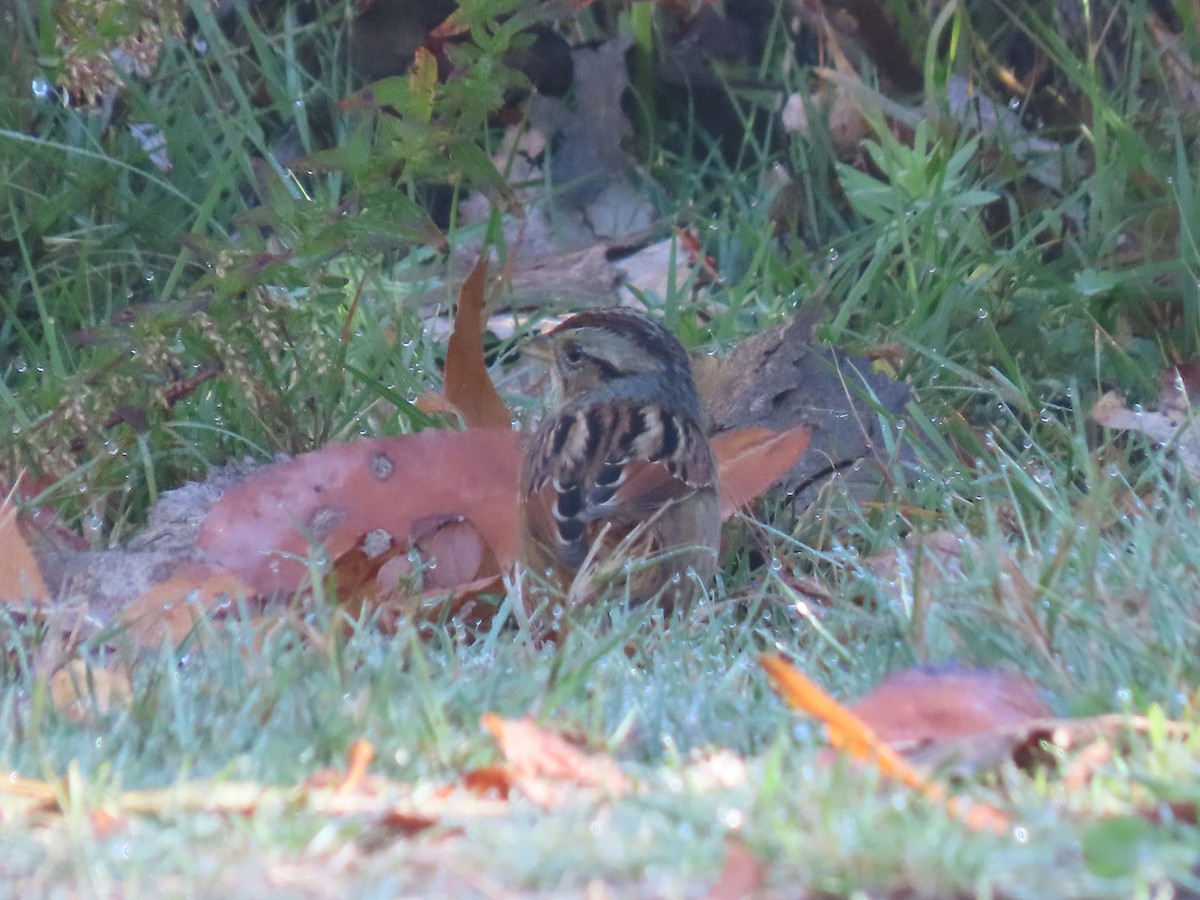Swamp Sparrow - ML643773613