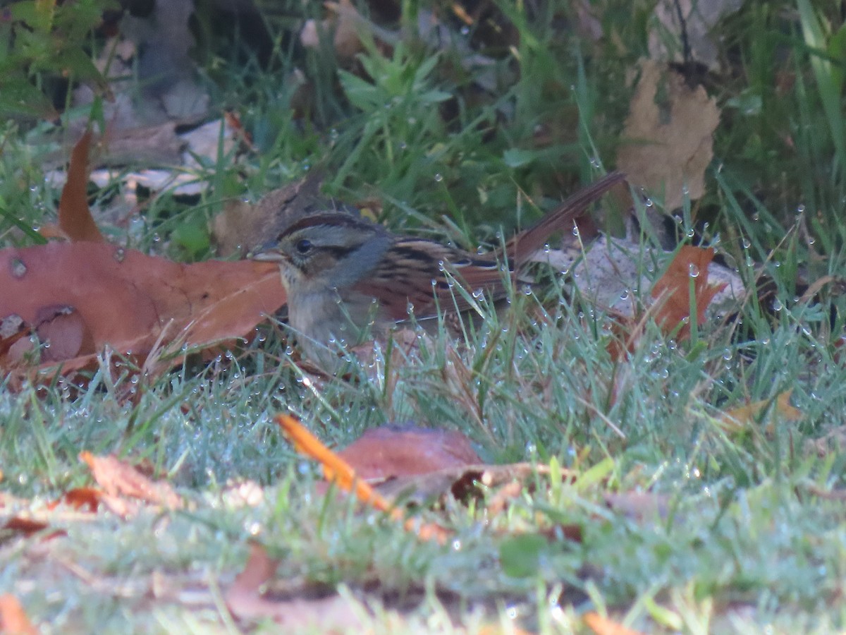 Swamp Sparrow - ML643773615