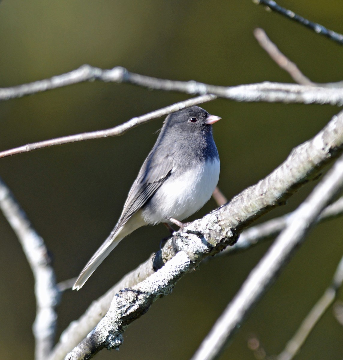 strnadec zimní (ssp. hyemalis/carolinensis) - ML643773623
