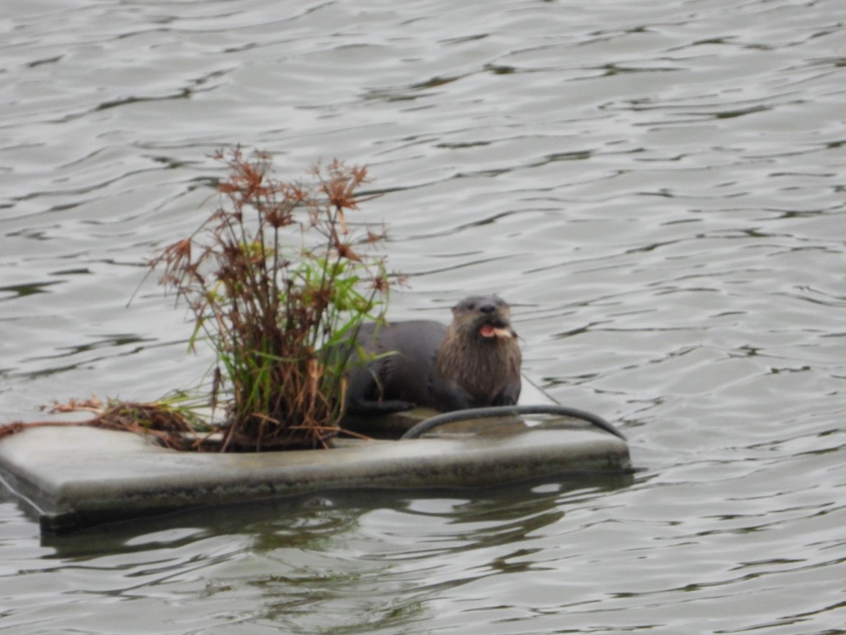 Animals - ML643773642