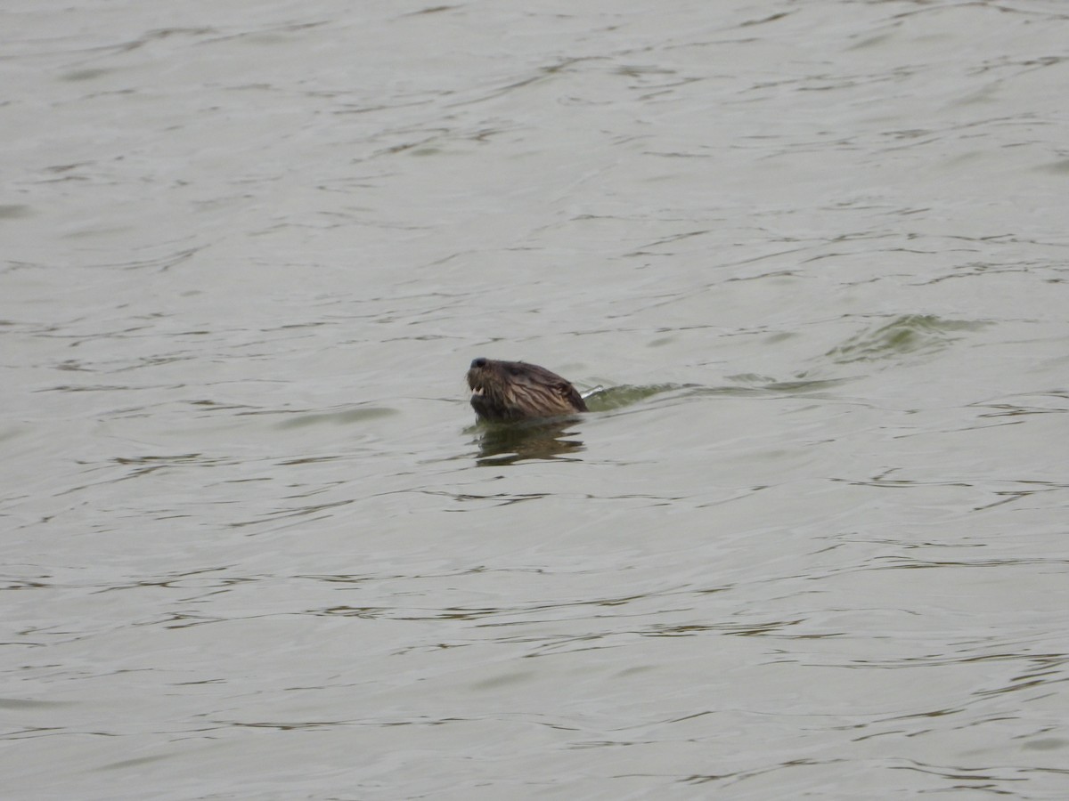 Animals - ML643773643