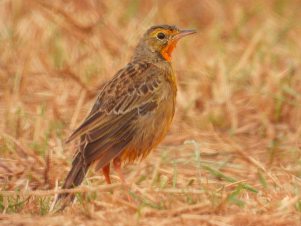 Капский шпорник - ML643773648