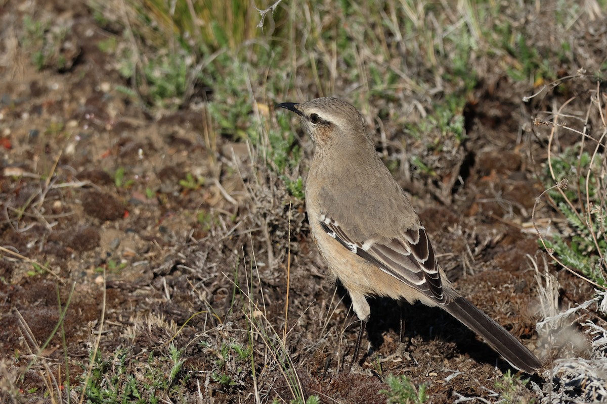 Patagonya Taklitçisi - ML643773650
