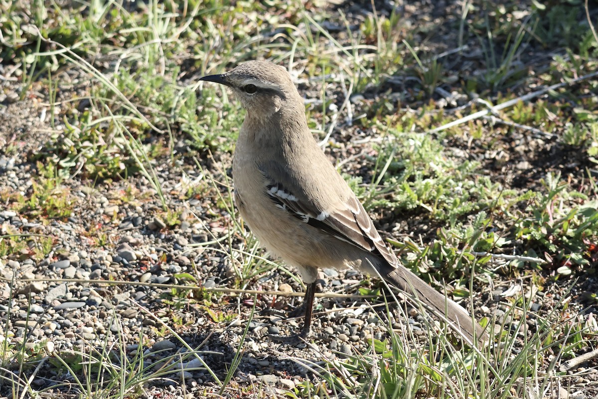 Patagonya Taklitçisi - ML643773651