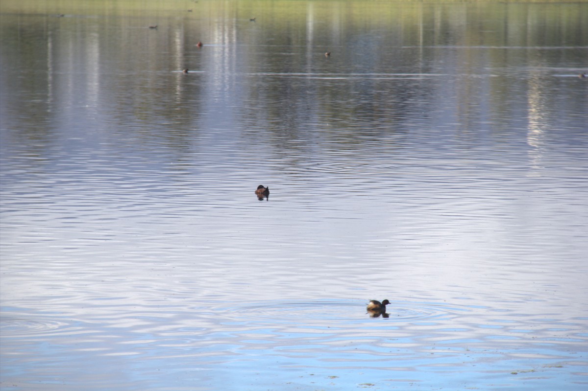 Maccoa Duck - ML643773672
