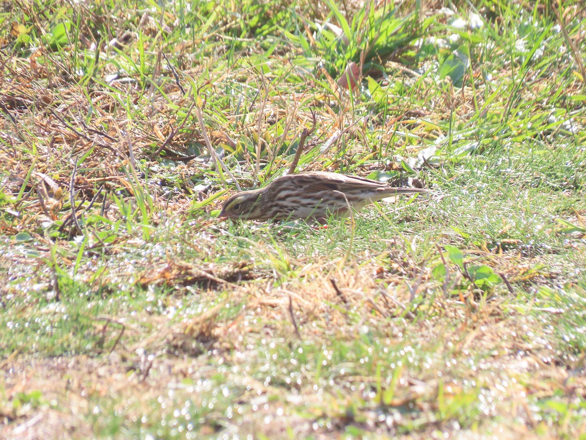 Savannah Sparrow - ML643773681