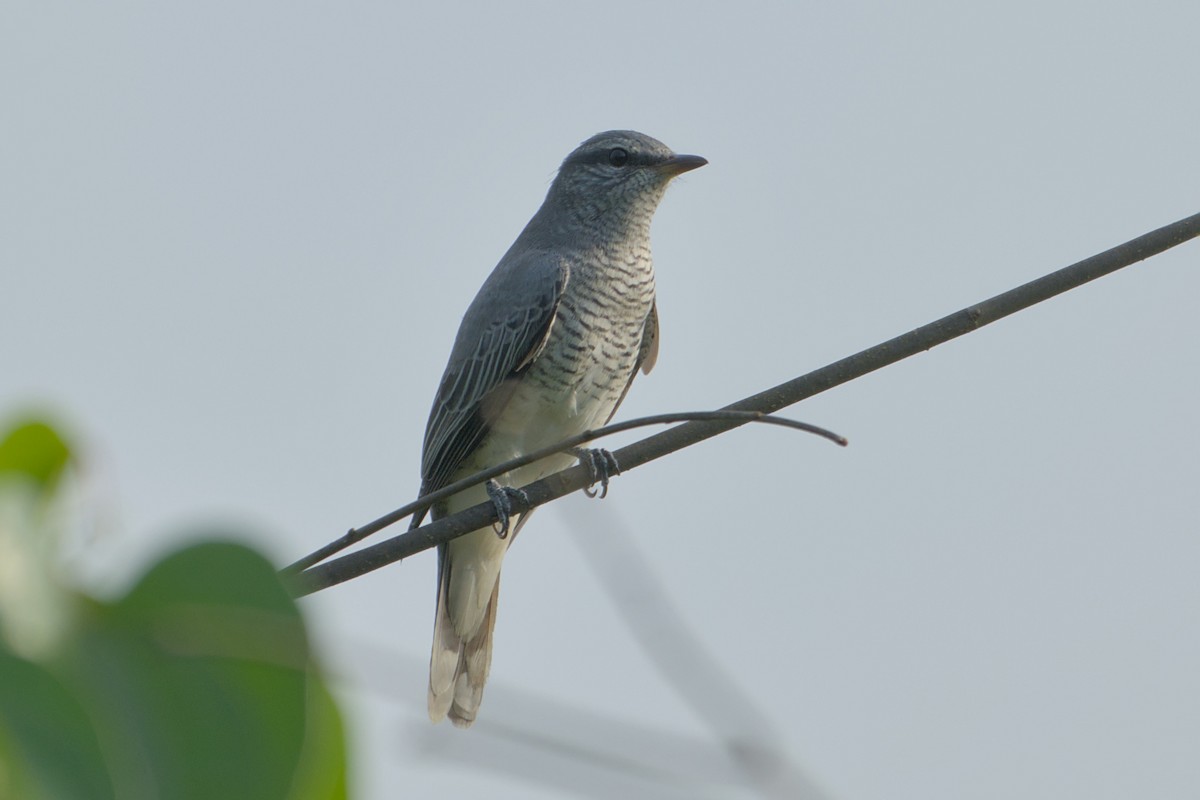 Black-headed Cuckooshrike - ML643773688