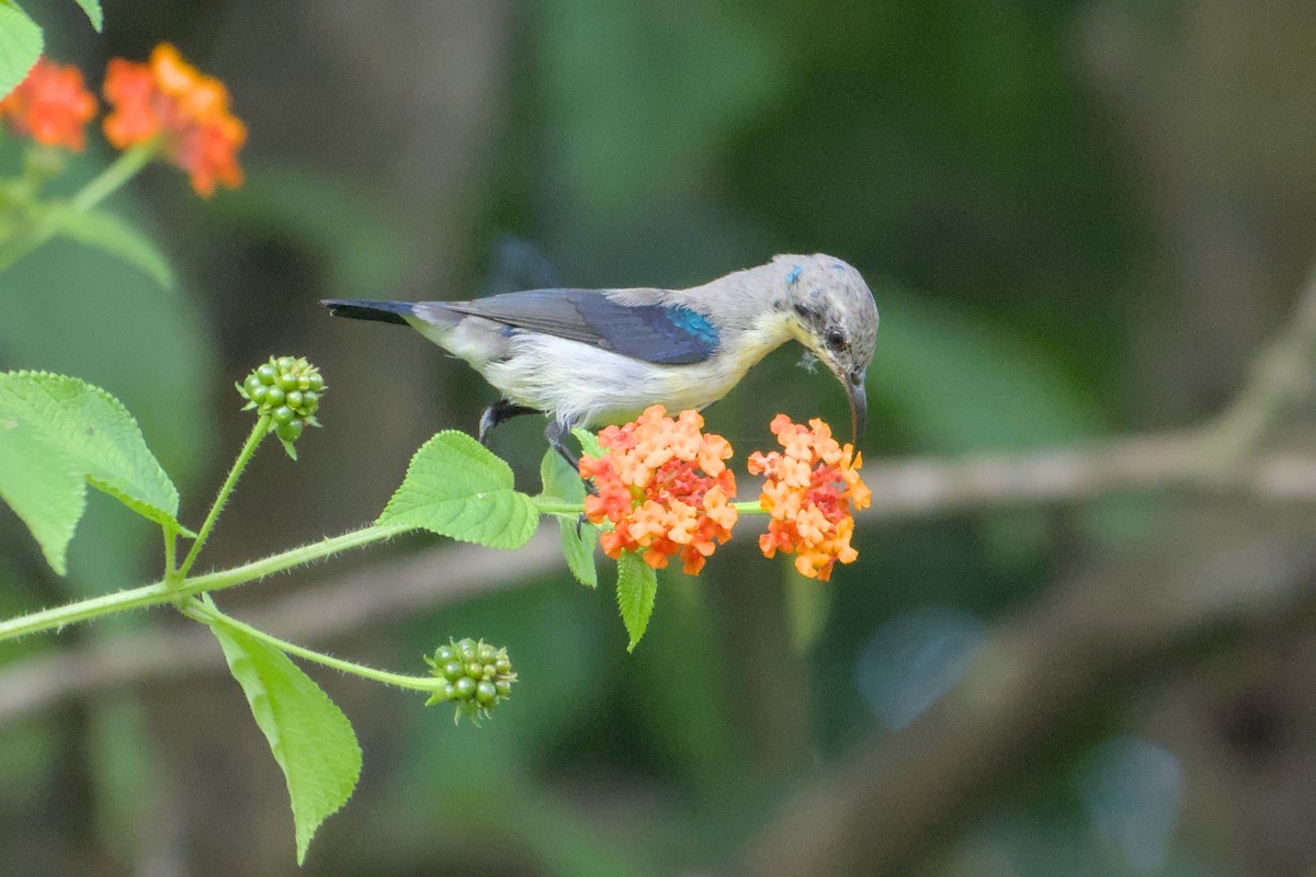 Purple Sunbird - ML643773692