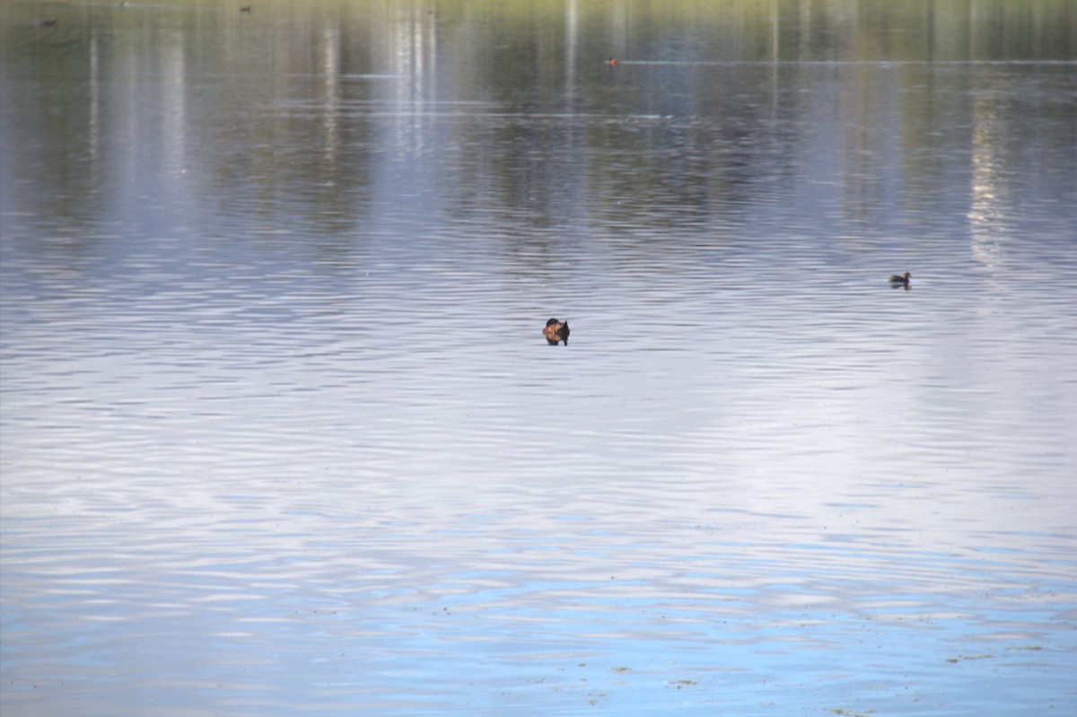 Maccoa Duck - ML643773694