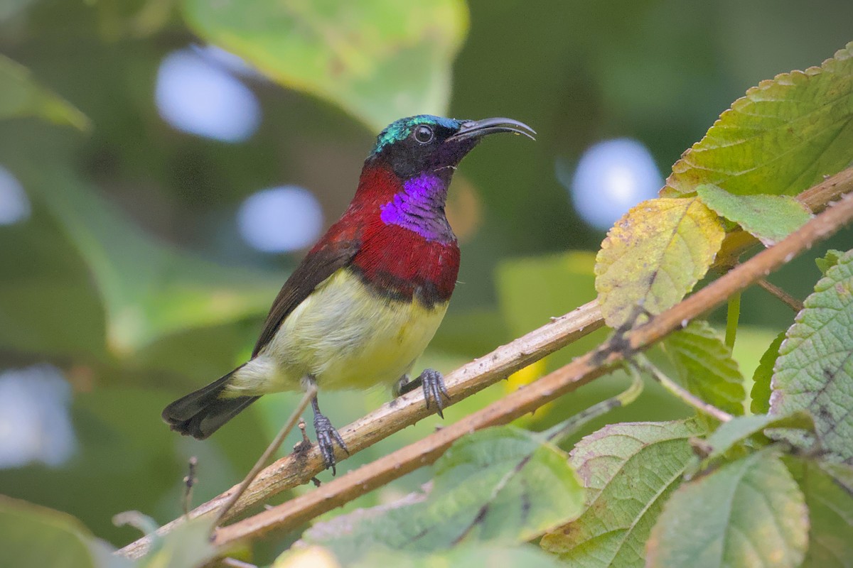 Crimson-backed Sunbird - ML643773697