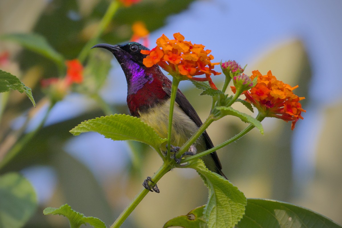 Crimson-backed Sunbird - ML643773701