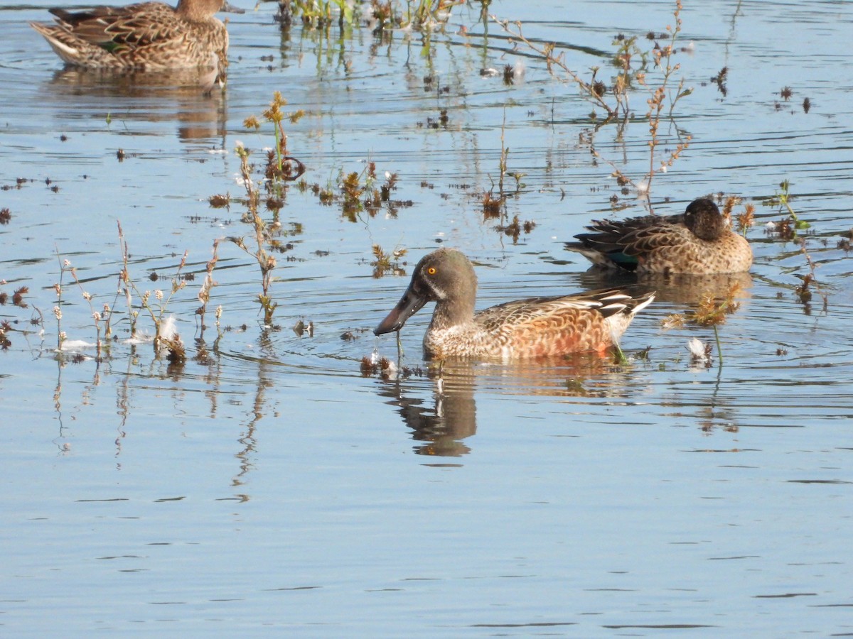 Халбага нугас - ML643773703