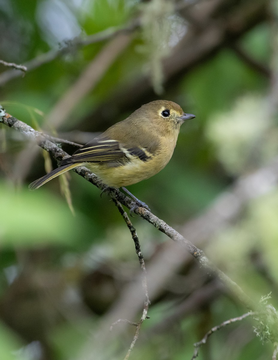 Hutton's Vireo - ML643773704