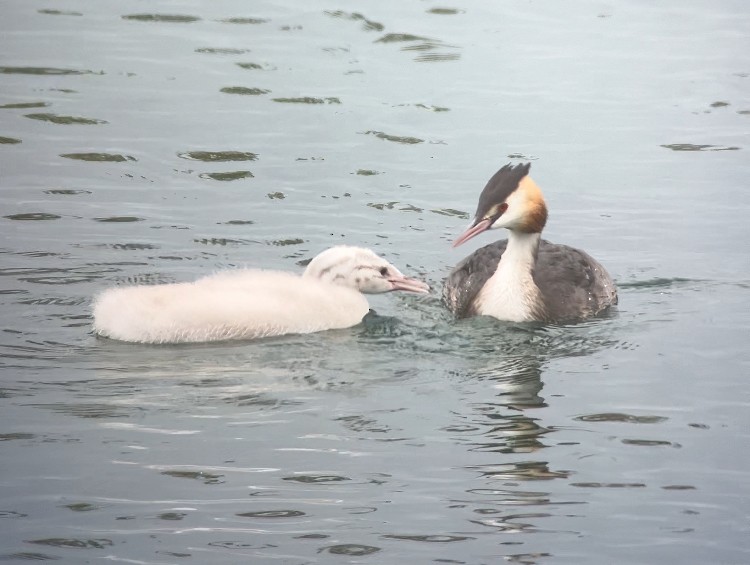 Great Crested Grebe - ML643773705
