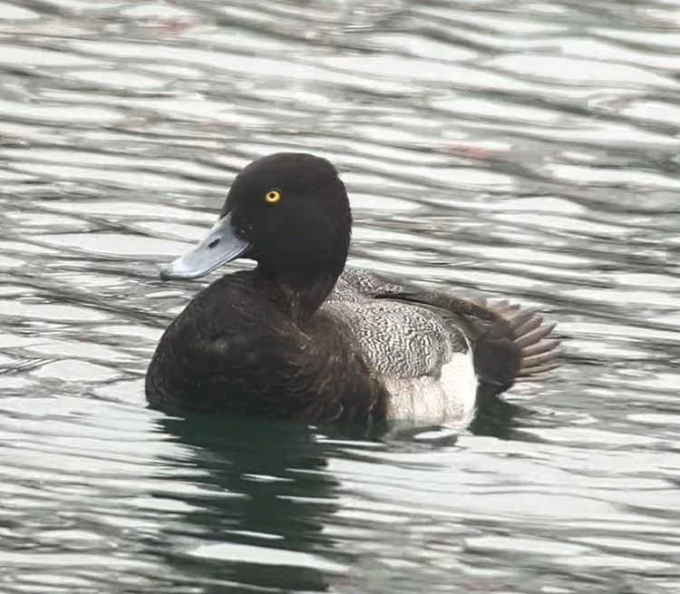 Lesser Scaup - ML643773709