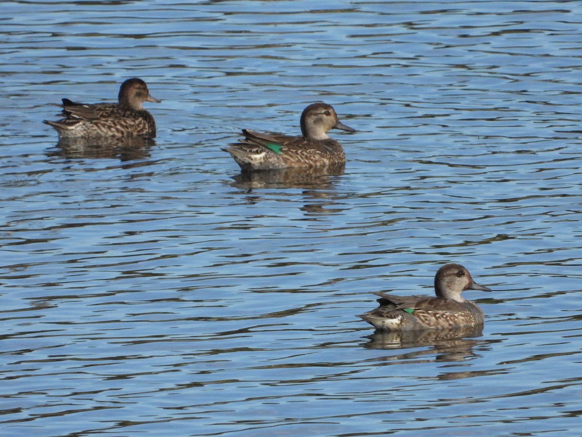 Ногоохон нугас - ML643773711